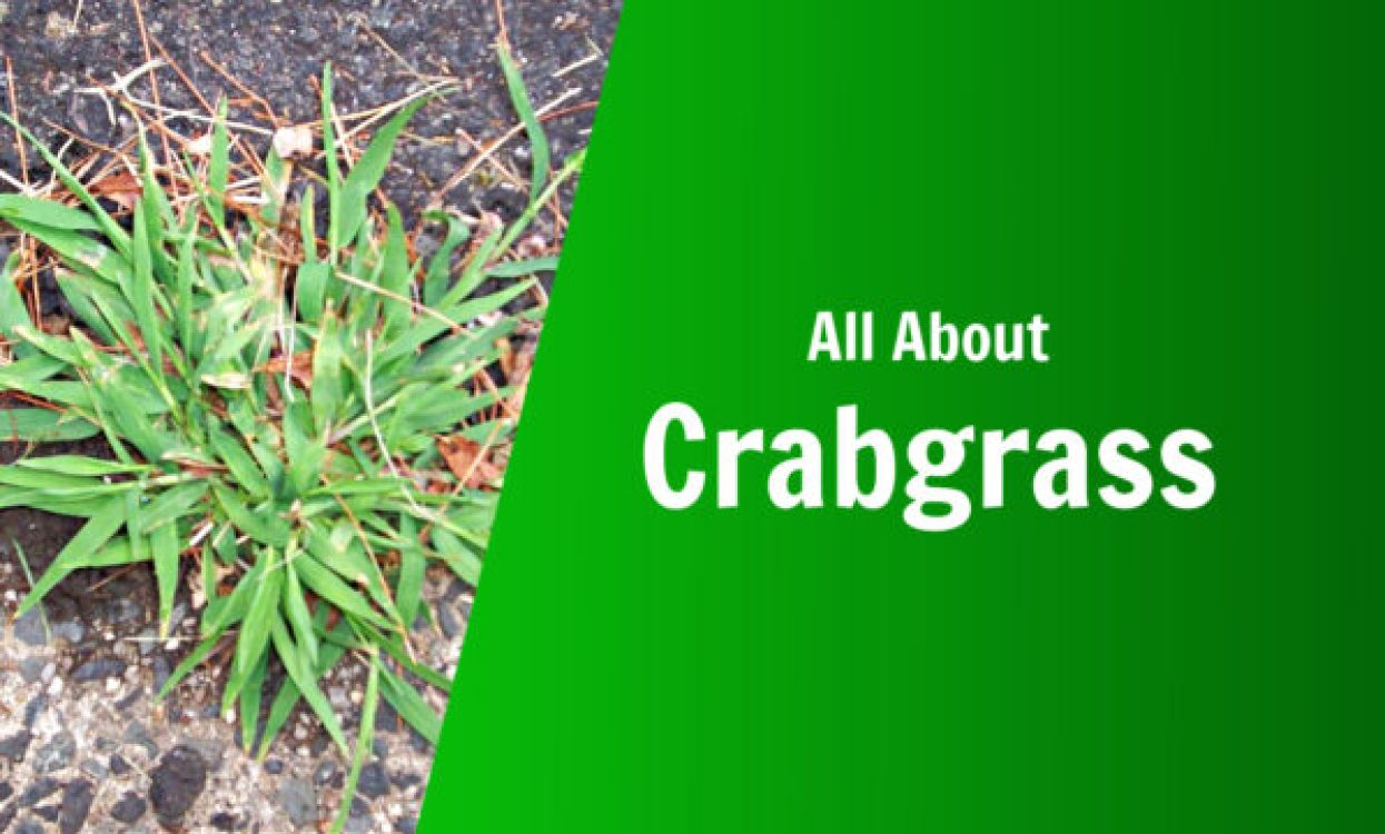 natures lawn and garden all about crabgrass what does crabgrass look like