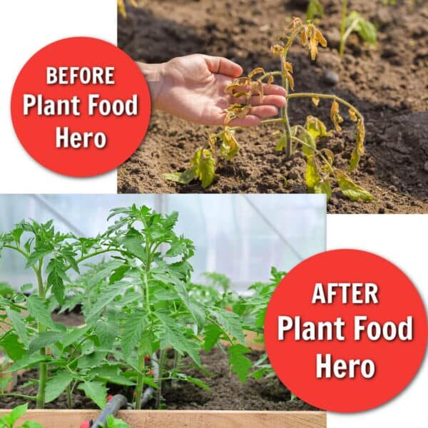 natures lawn and garden plant food hero liquid organic fertilizer before and after
