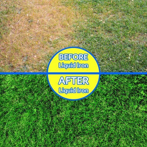 Nature's Lawn and Garden Liquid Iron before and after
