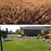 nature's lawn before and after pictures