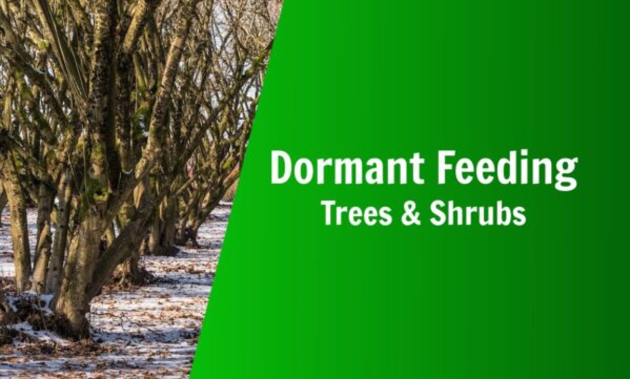 natures lawn and garden what is dormant feeding how to dormant feed