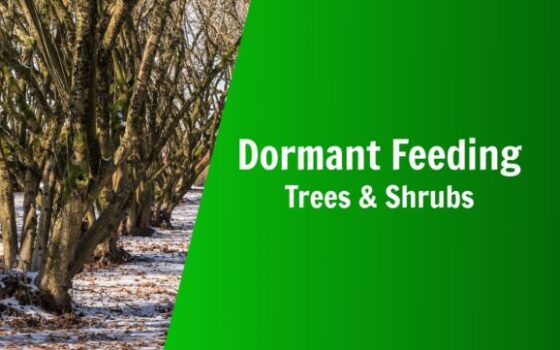 natures lawn and garden what is dormant feeding how to dormant feed