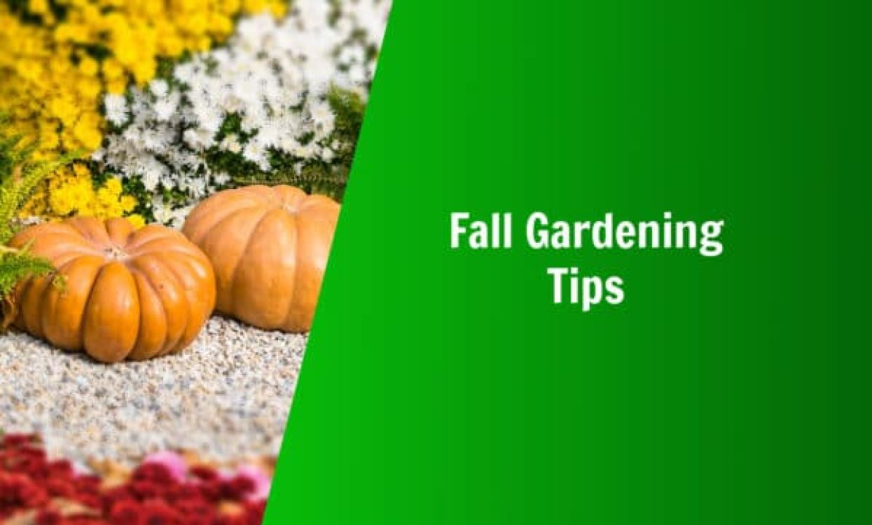 Nature's Lawn and Garden fall gardening tips