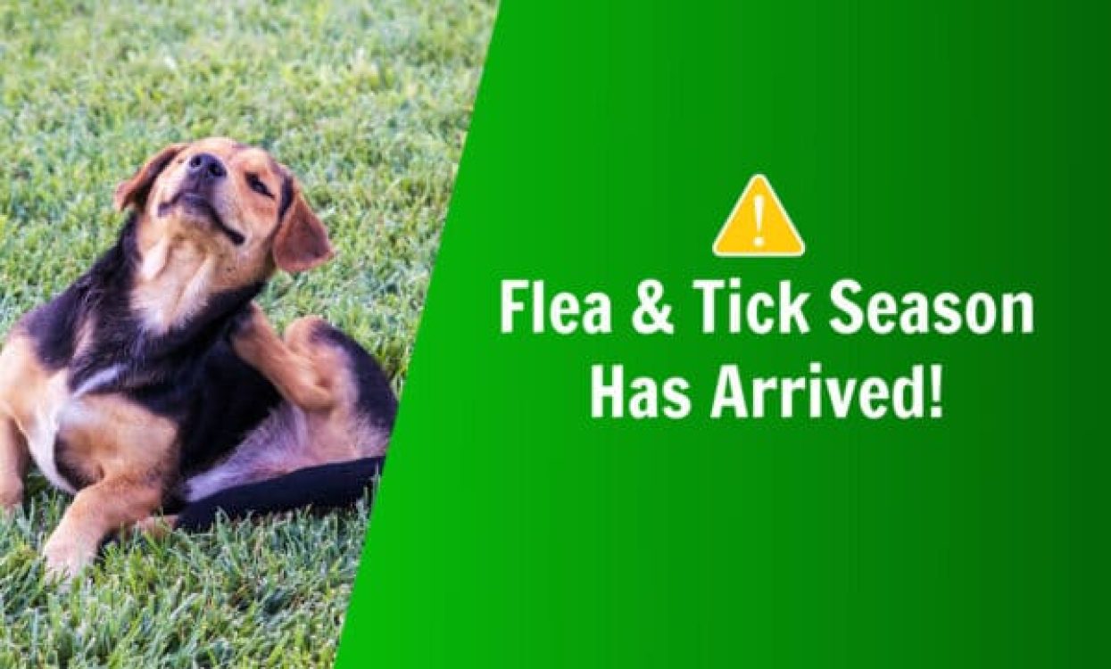 natural flea and tick prevention for flea and tick season