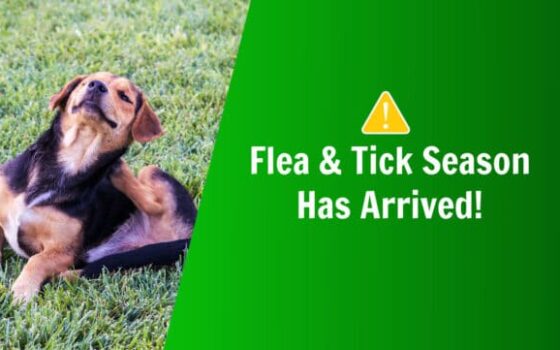 natural flea and tick prevention for flea and tick season