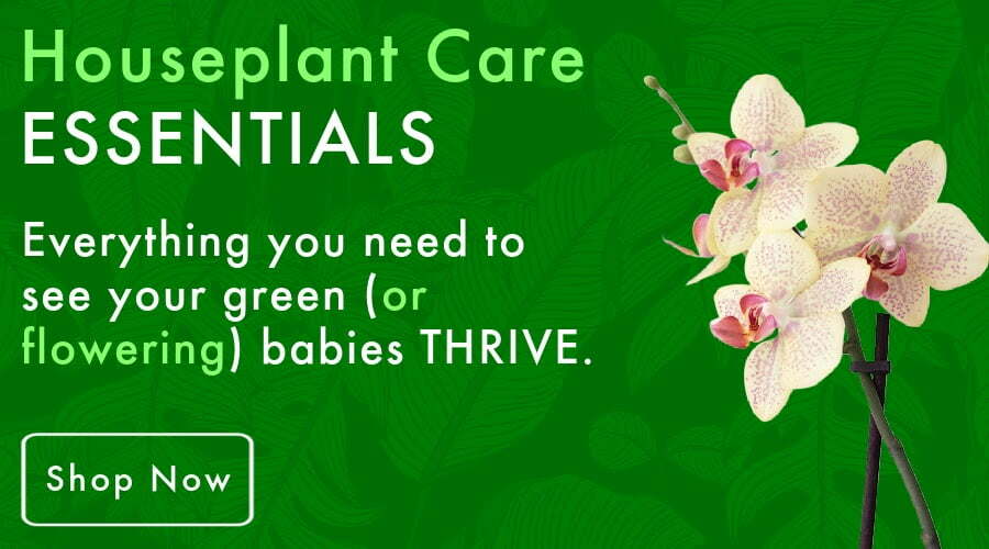 House Plant Care Essentials - Featured Call Out - Natures Lawn - Lawncare and Indoor Gardening Products