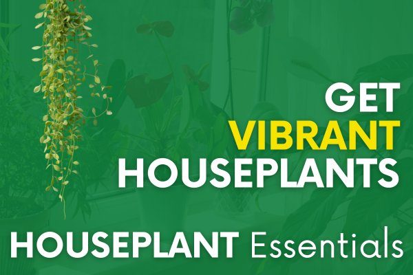 Houseplant Essentials - Natures Lawn and Garden