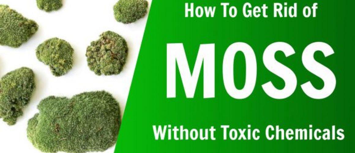 how to get rid of moss in your lawn