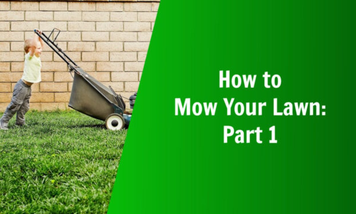 how to mow your lawn part 1 nature's lawn and garden