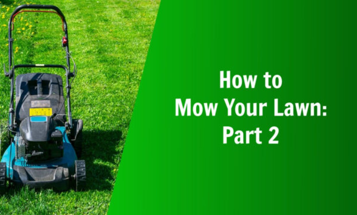 how to mow your lawn how high to mow when to mow natures lawn and garden