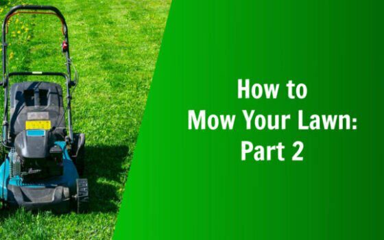 how to mow your lawn how high to mow when to mow natures lawn and garden