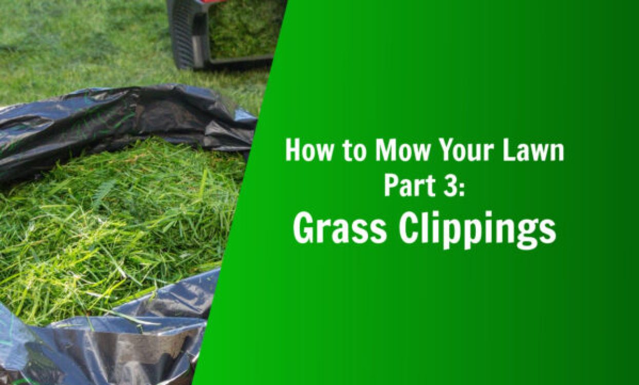 how to mow your lawn what should i do with my grass clippings nature's lawn and garden