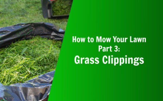 how to mow your lawn what should i do with my grass clippings nature's lawn and garden