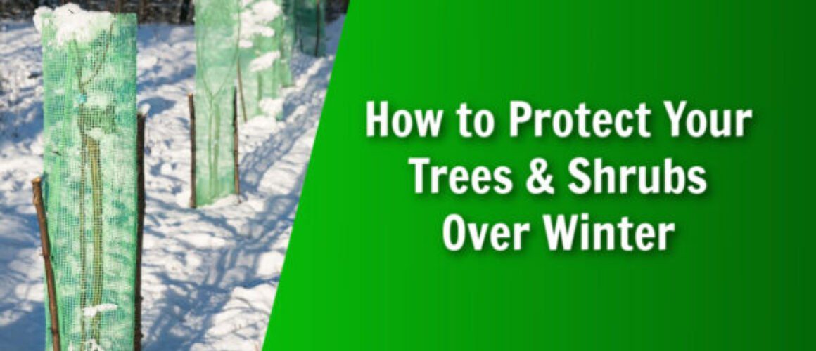 natures lawn and garden protect trees and shrubs over winter