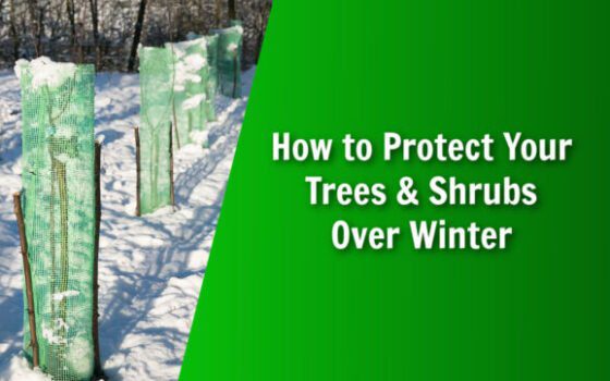 natures lawn and garden protect trees and shrubs over winter