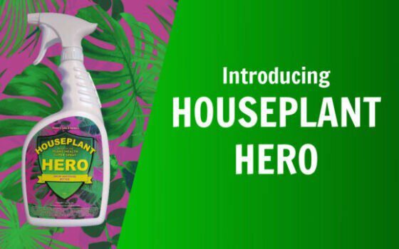 introducting houseplant hero by nature's lawn and garden