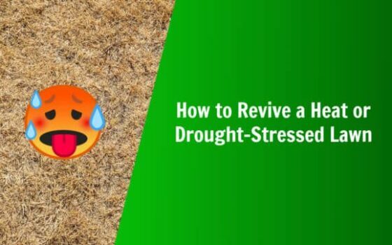 how to revive a drought stressed lawn heat stressed lawn