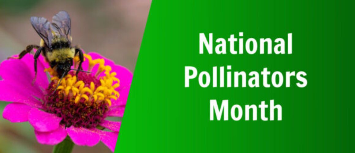 Nature's Lawn and Garden national pollinators month
