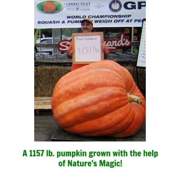 pumpkin grown with nature's magic