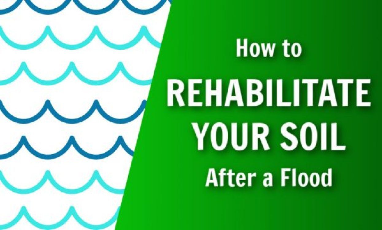 how to rehabilitate your soil after a flood