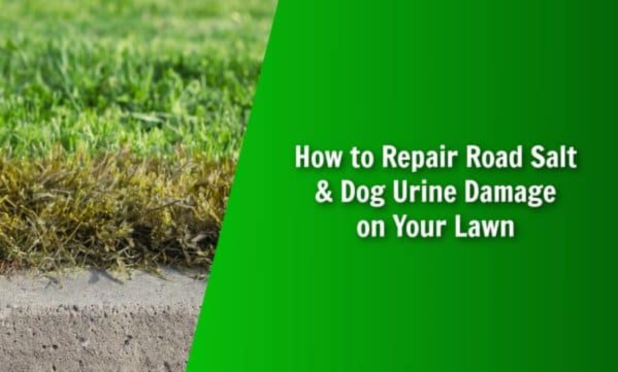 Road Salt Dog Urine