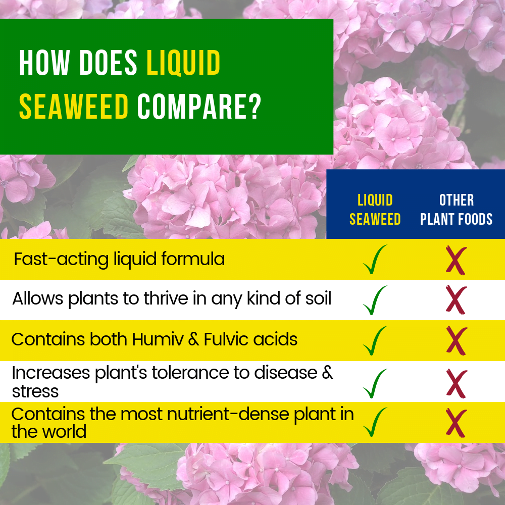 Seaweed Comparison Chart 1000x1000