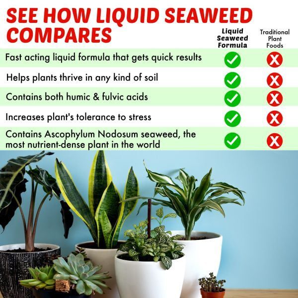 Nature's Lawn and Garden Liquid Seaweed comparison