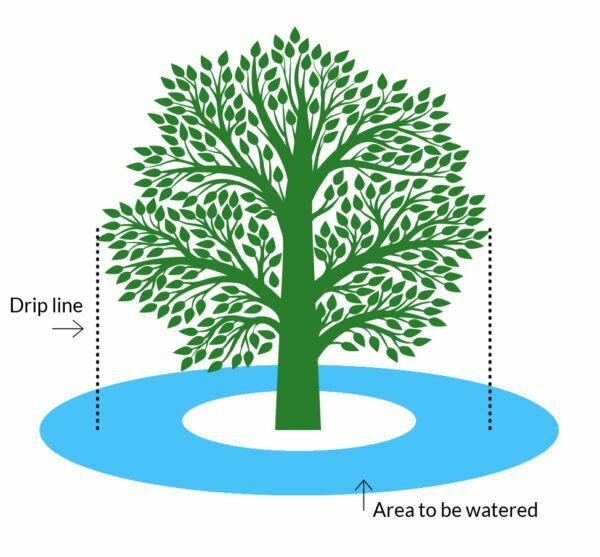 Nature's lawn and garden how to water fertilize a tree