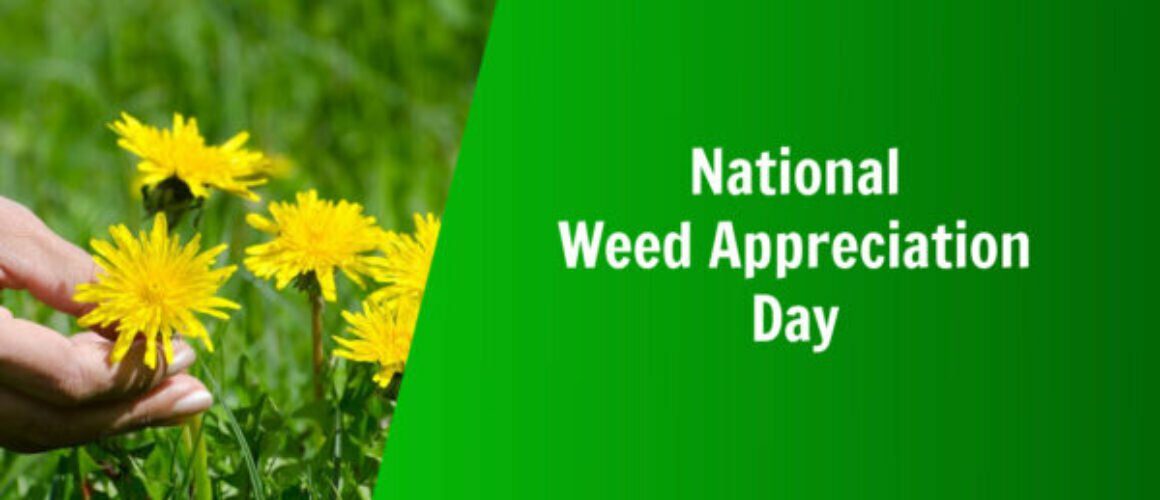 national weed appreciation day