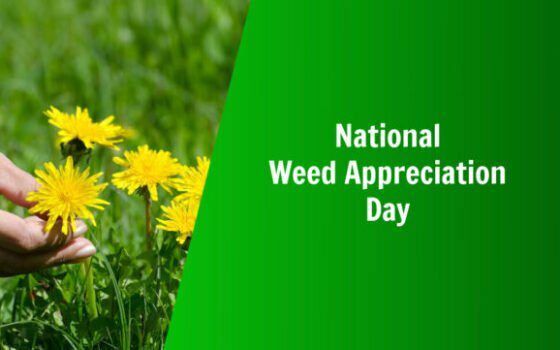 national weed appreciation day