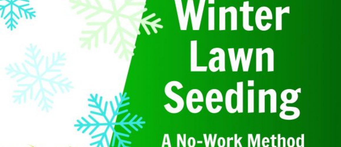 easy winter lawn seeding