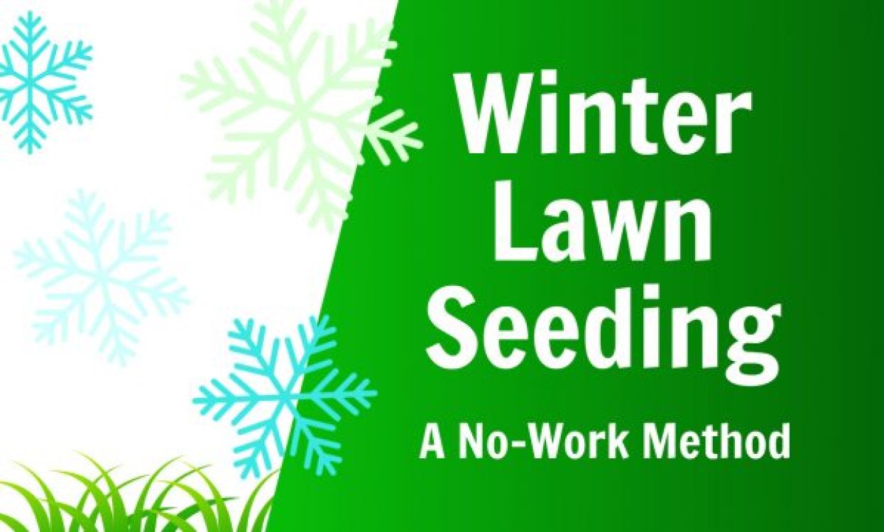easy winter lawn seeding