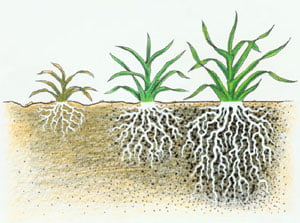 effects of liquid soil aerator