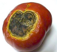 a tomato with blossom end rot