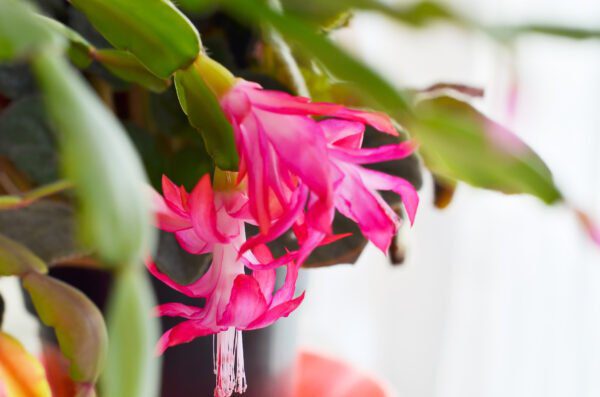natures lawn and garden christmas cactus care