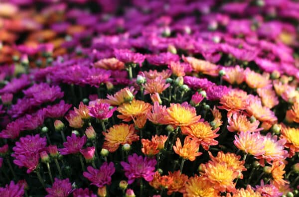mums for fall gardening tips
