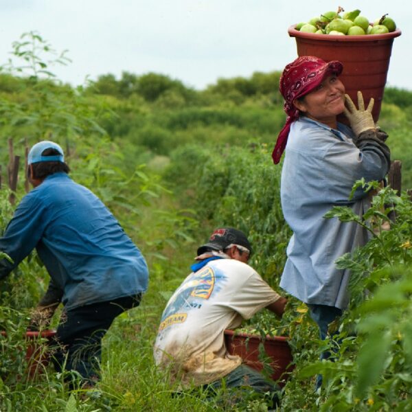 farm workers harvesting