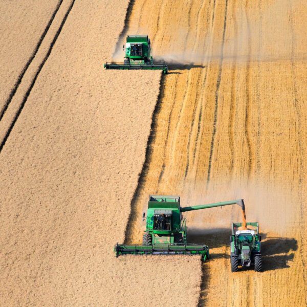 harvesting grain