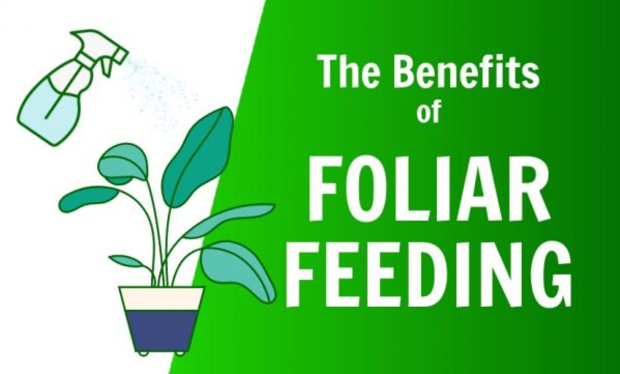 the benefits of foliar feeding