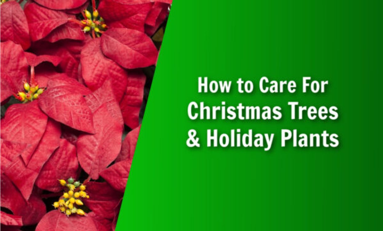 nature's lawn and garden How to Care For Christmas Trees and Holiday Plants