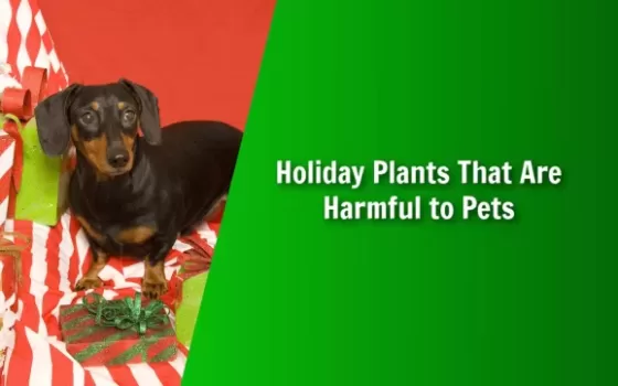 natures lawn and garden holiday plants that are harmful to pets