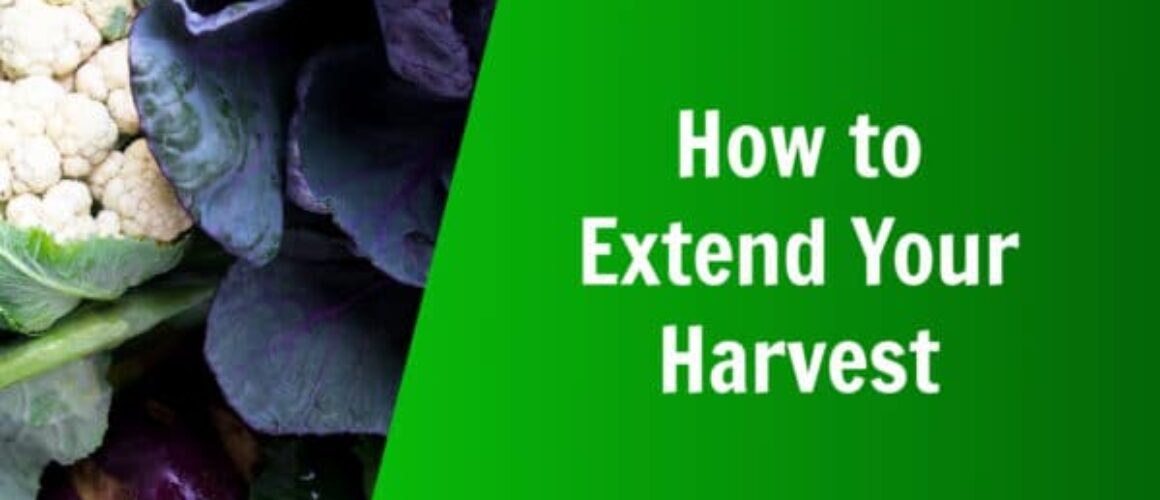 nature's lawn & garden how to extend your harvest with late summer planting