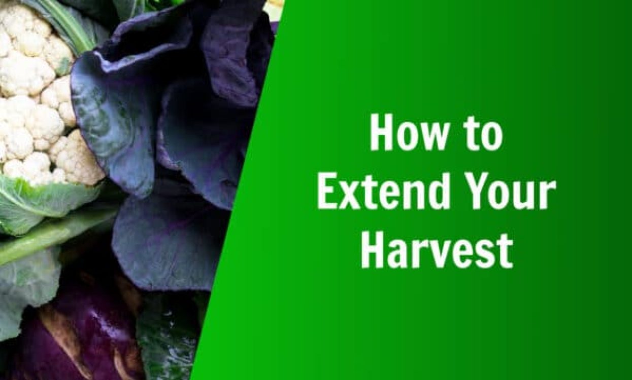 nature's lawn & garden how to extend your harvest with late summer planting