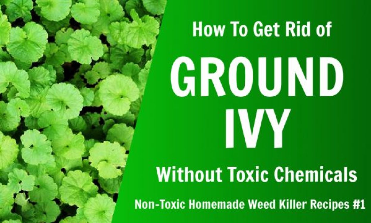 Homemade Ground Ivy Killer natures lawn and garden