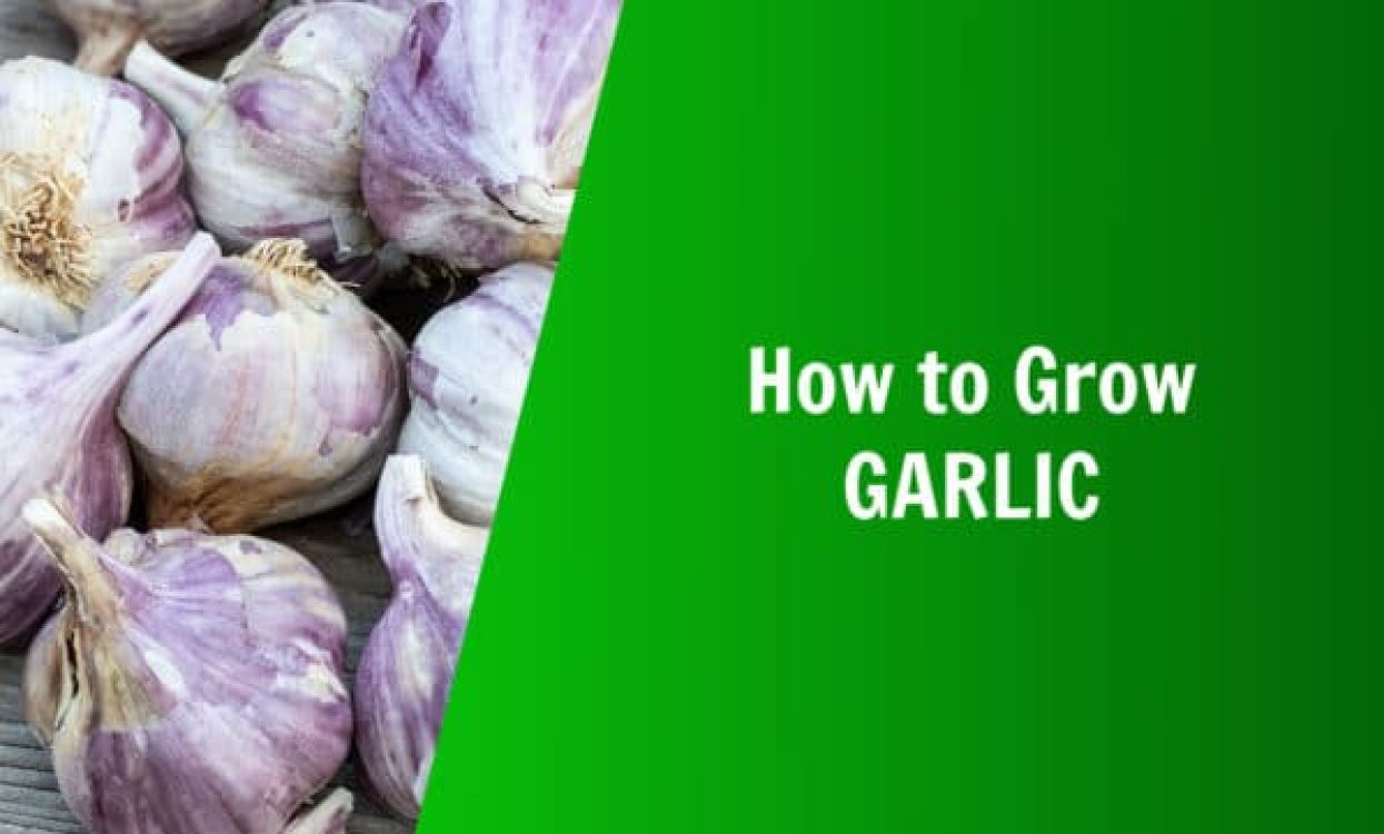 how to grow garlic natures lawn and garden