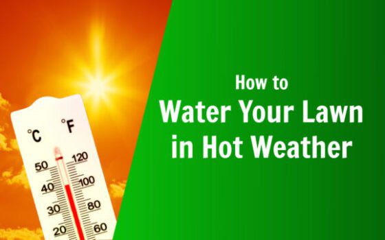 nature's lawn and garden how to water your lawn in hot weather