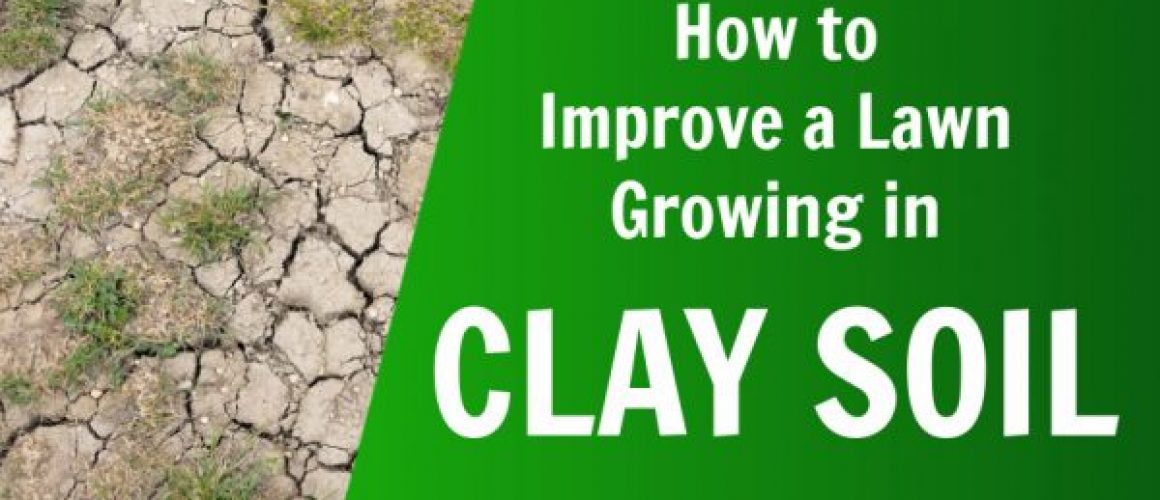 improve clay lawn improve clay soil