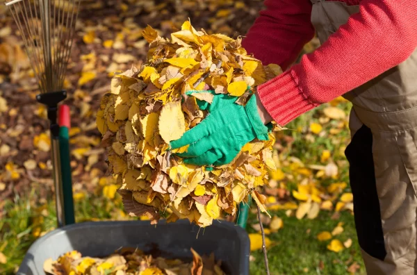 natures lawn and garden fall yard clean up raking leaves