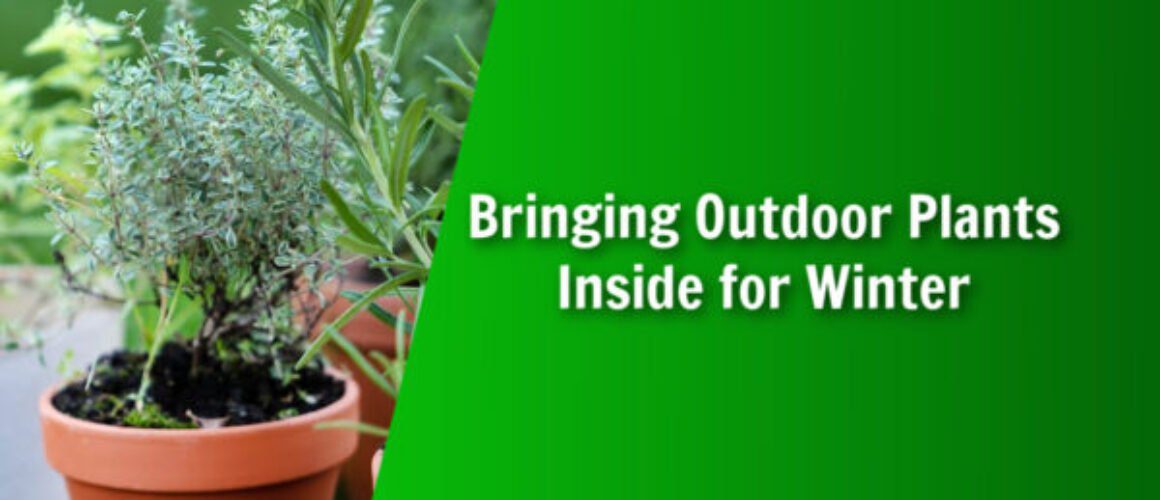 natures lawn and garden tips for bringing outdoor plants inside for winter