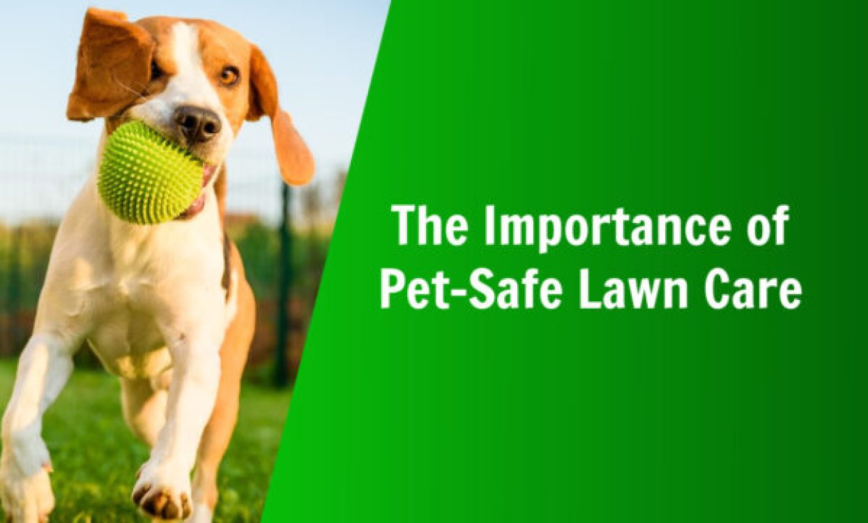 the importance of pet-safe lawn care